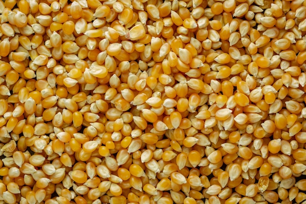 Top photo of corn grains where the light falls on them laterally to highlight their texture and shadows