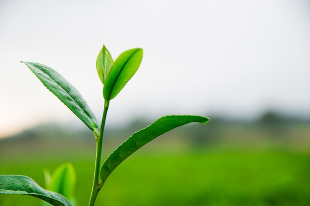 Top of the tea leaves in the farm