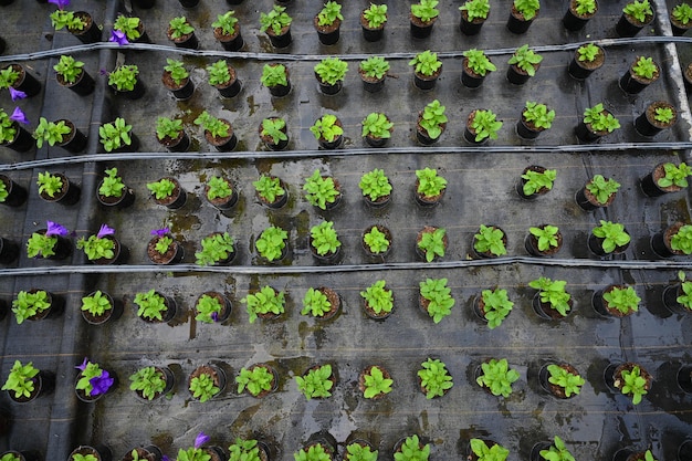 Top vew of drip irrigation system in greenhouse Cultivation of flowers in a greenhouse Green plants in pots