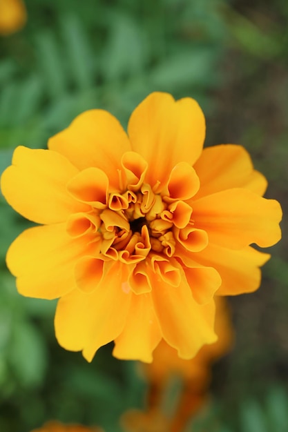 Top View of an Artistic Blooming Marigold Flower