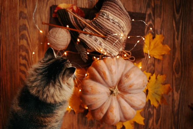 Top view of the autumn composition with cat ripe pumpkin and a knitted colored scarf fall leaves wit...