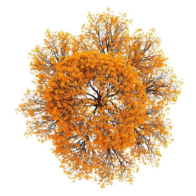 Top view of autumn trees isolated on a white or transparent background autumn tree crowns in