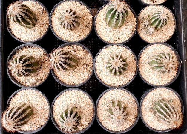 Top view of baby cactus in a pot at the cactus farm