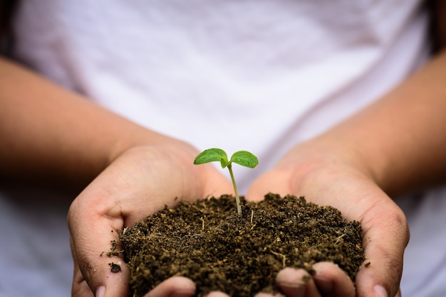 Top view of baby tree with soil in background on woman hand