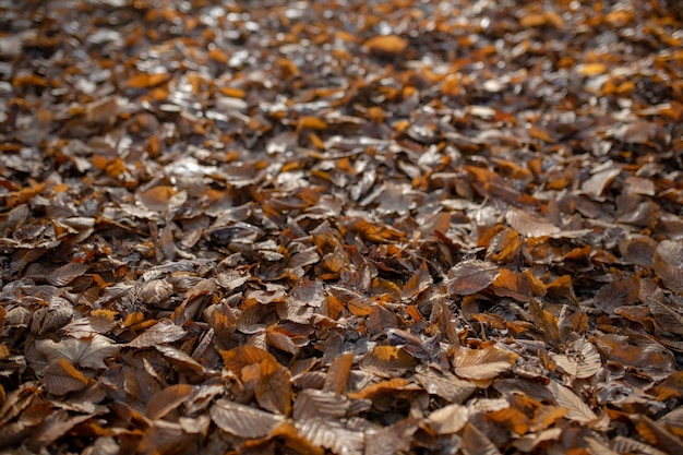 Photo top view background of brown old fallen leaves lie on ground at autumn season