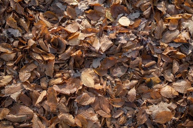 Top view background of brown old fallen leaves lie on ground at autumn season