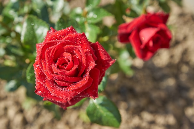 Top view of beautiful blooming red rose bush in the garden. Petals with rain drops shining on the sun