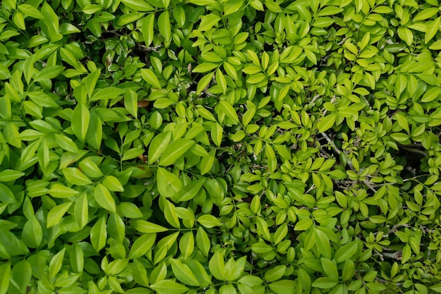 Top view of beautiful bright green leaf background And there are small, big differences