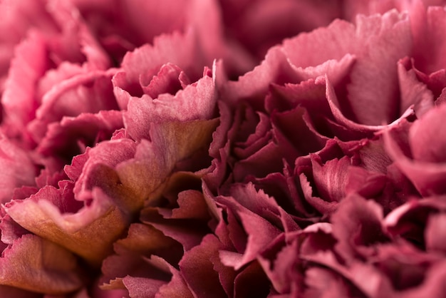 Top view of beautiful red colored flowers