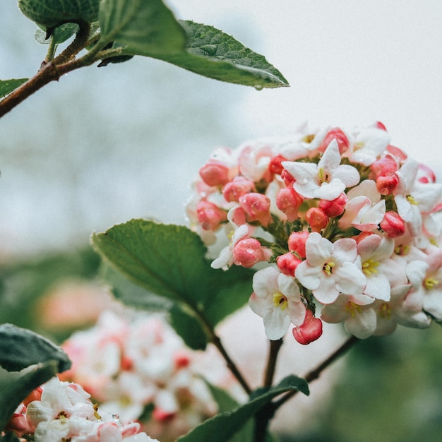 Top view of beautiful Viburnum carlesii flowers