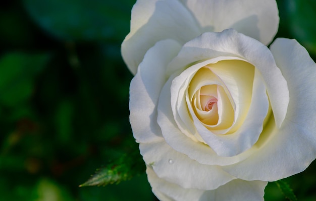 Top view of beautiful white rose in garden flower background