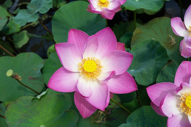 Top view of big pink lotus was blooming in the pond or canal. Close up of lotus flower, pollen, and torus. Indian Lotus, This lotus has many names such as Indian Lotus, Sacred Lotus, Bean of India.