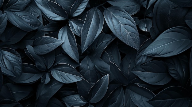 Top view of black leaves tropical leaf background