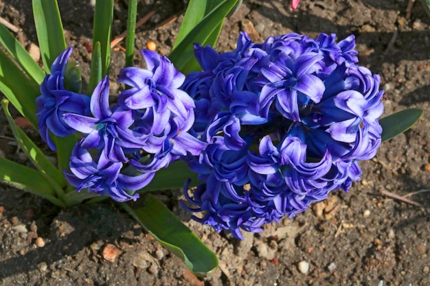 Top view of blooming hyacinth in the park in spring