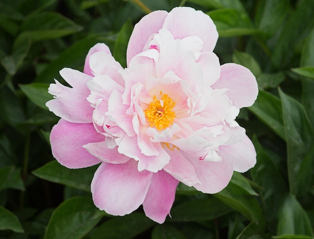 Top view of a blooming peony in the garden in summer.