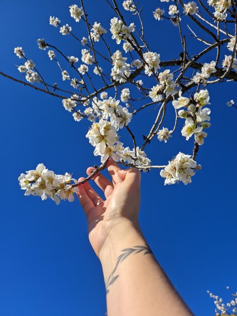 Top view of blooming pink apple tree, branch with flowers in spring. Landscape. Rural scene. Cherry