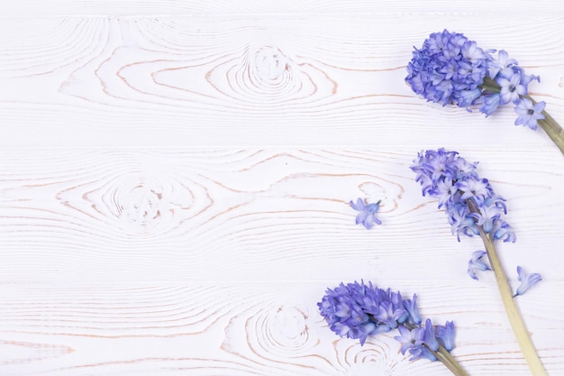 Top view on blue flowers of hyacinth on a white wooden table with space for text