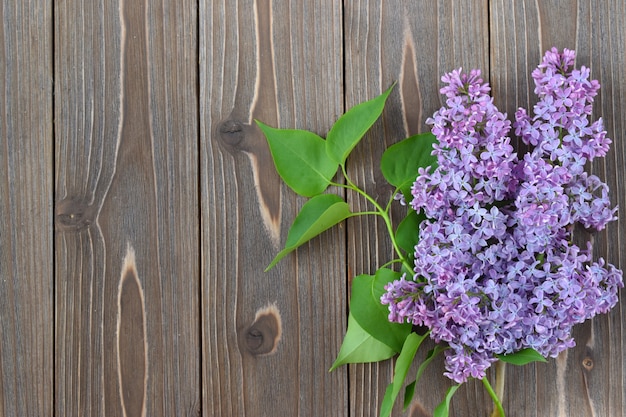 Top view of branch of lilac flower