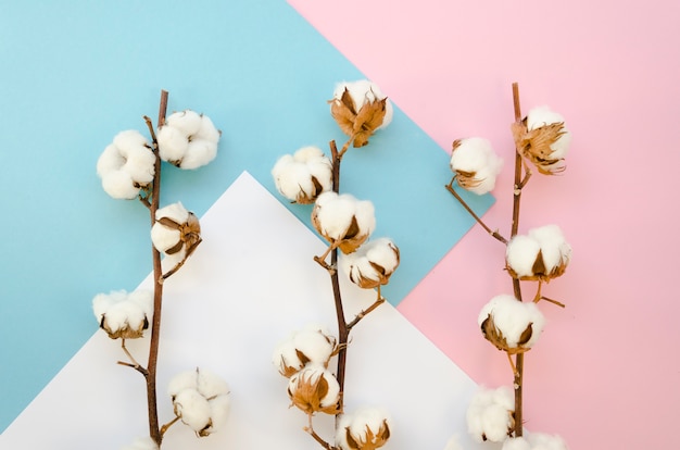 Top view branches with cotton flowers