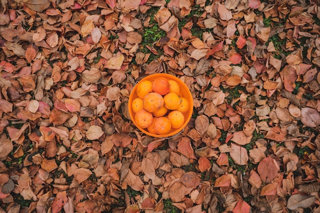 Top view of a bucket full of homegrown persimmon fruits