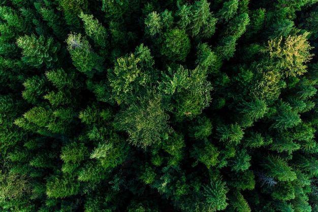 Top view of centuries old Carpathian forest trees beautiful texture