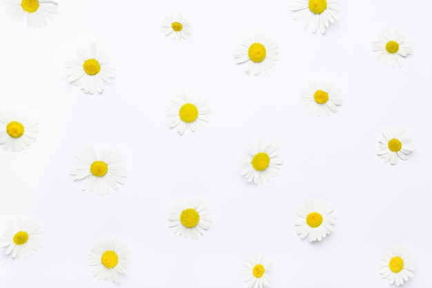 Top view chamomile on white background floral summer composition