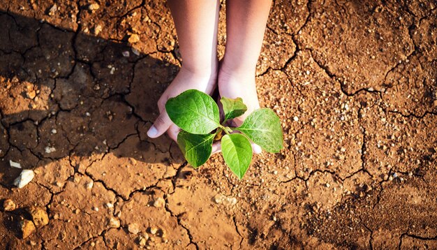 The top view of the child's hand is holding a tree growing on cracked earth arid