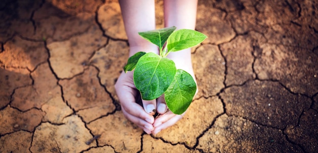 The top view of the child's hand is holding a tree Saving the environment and Global warming