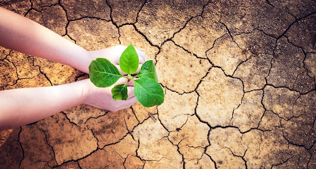 The top view of the child's hand is holding a tree Saving the environment and Global warming