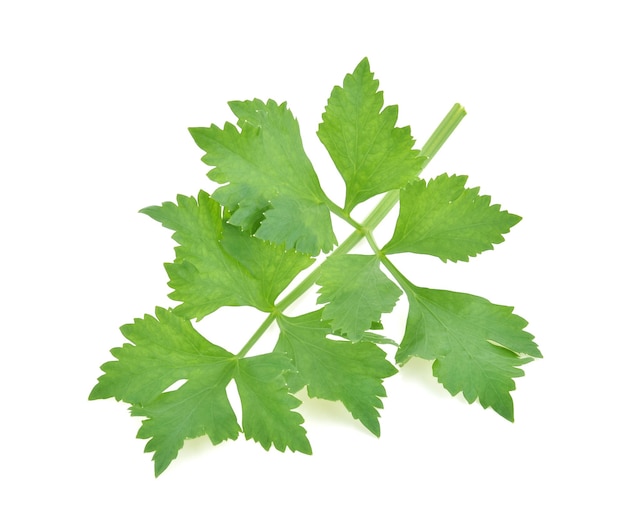 Top view of Chinese Celery isolated on white background