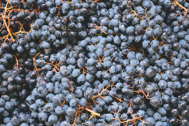 Top view close up dark grape berries texture for a natural food  background