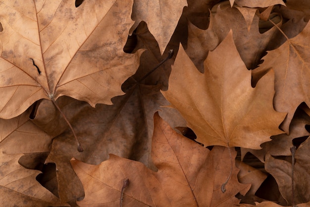 Top view, closeup of brown dried maple leaves.