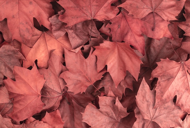 Top view closeup of red dried maple leaves