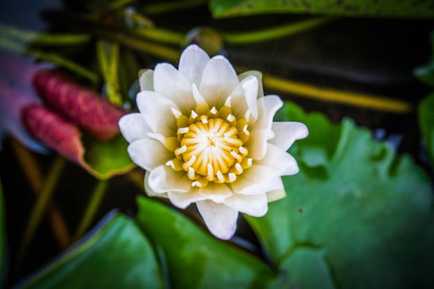 Top view, Closeup white lotus flowers bloom in the water