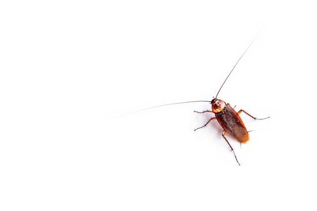 The top view cockroach Thailand isolated on white background, copy space.