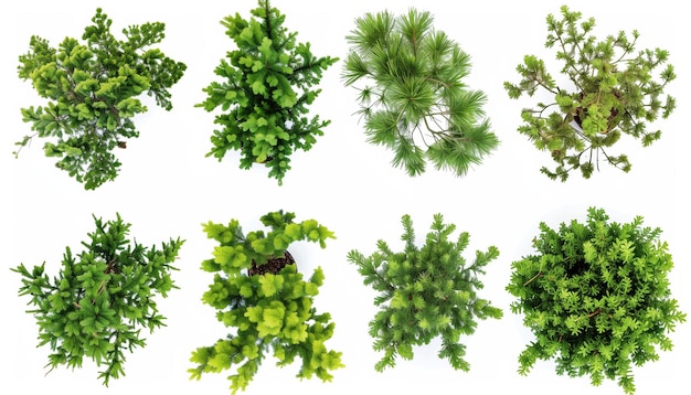 Top view collection of common juniper and rosemary trees isolated on white background for design