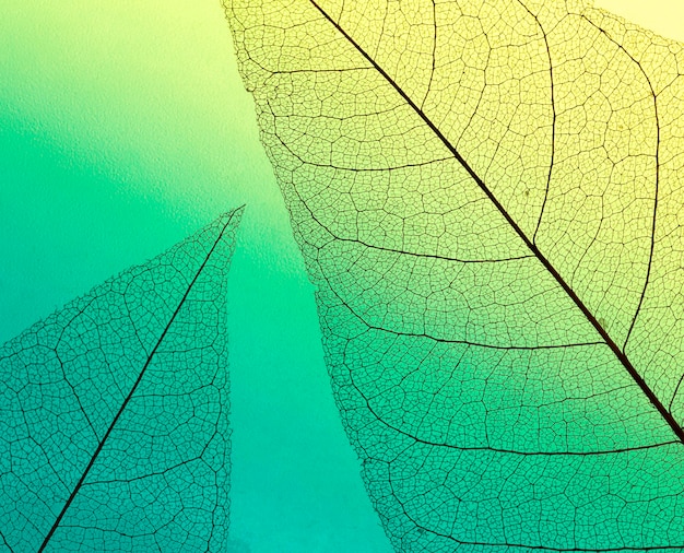 Top view of colored hue translucent leaves