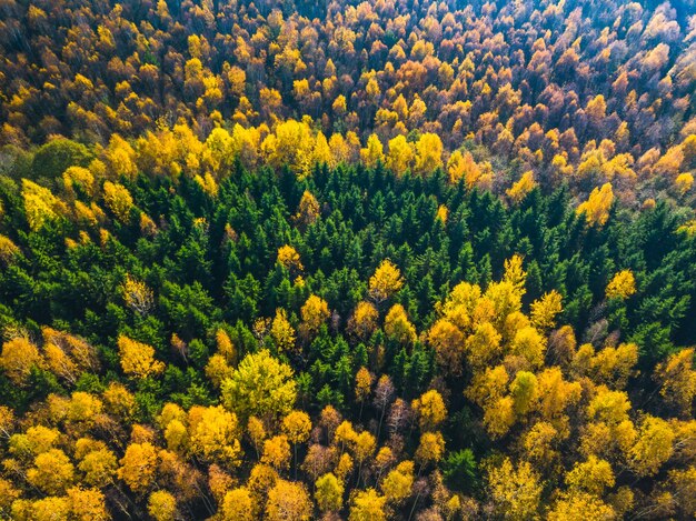 Top view of the colorful forest