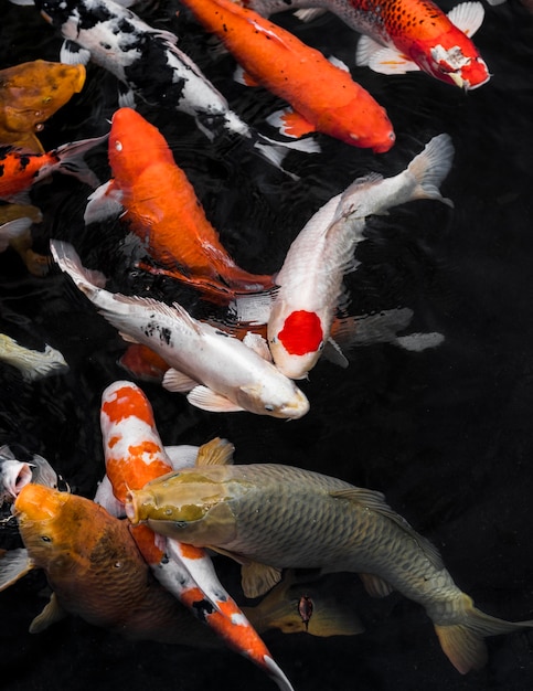 Top view colorful koi fishes