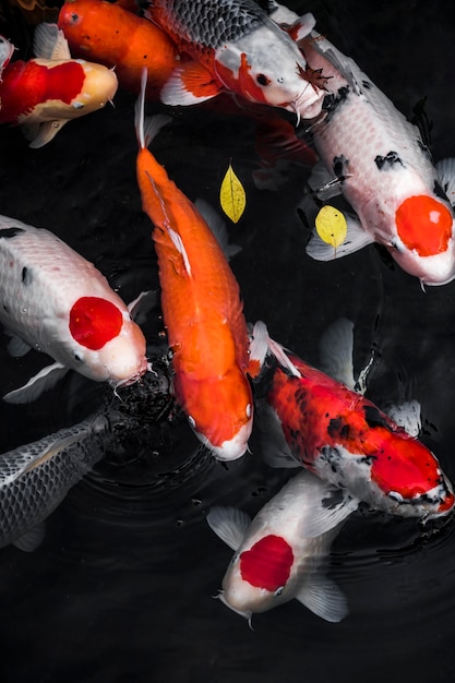 Top view colorful koi fishes