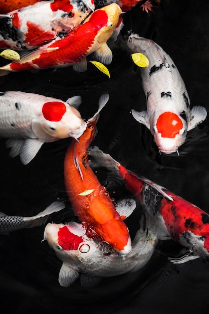 Top view colorful koi fishes