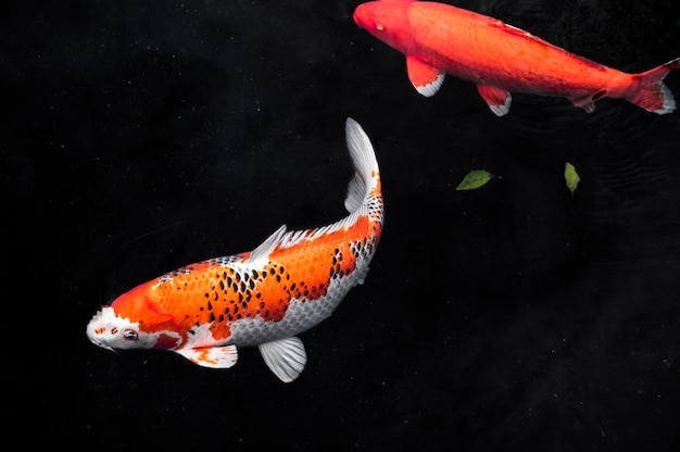 Top view colorful koi fishes