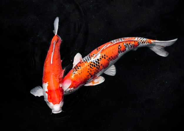 Top view colorful koi fishes