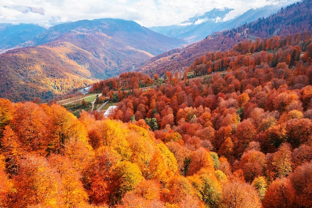 Top view of colorful trees in the Caucasian mountains