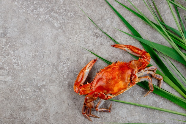 Top view of cooked red crab on grey background.