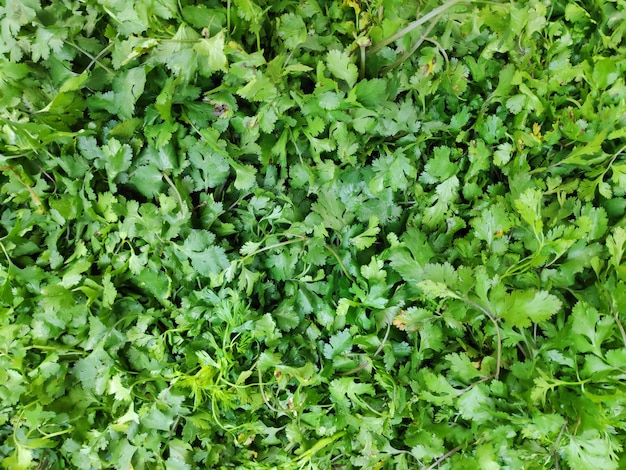 Top view of coriander leaf texture background