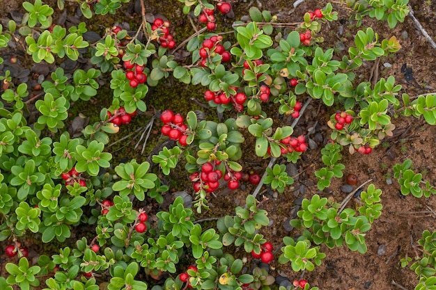 Top view of cowberry on the ground