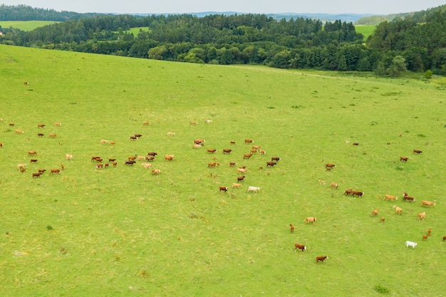 Top view of cows cattle grazing grass in a green meadow in mountains