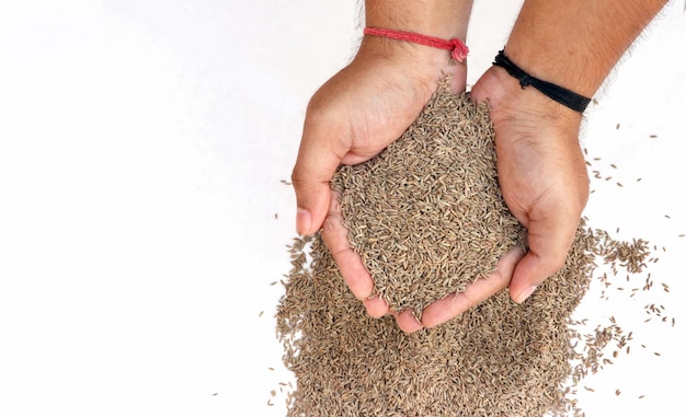 Top view of Cumin seeds in the hand