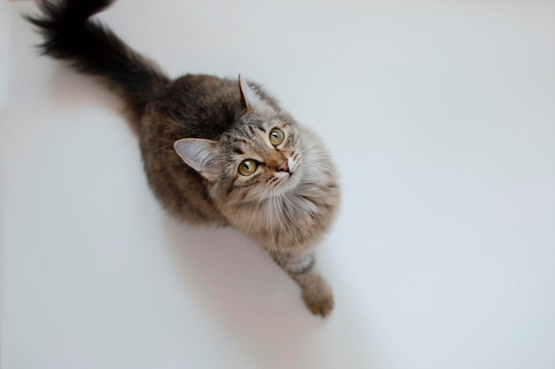 Top view of a cute cat lying on the floor of the house Background place to copy closeup